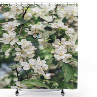 Personality  Close Up View Of Apple Tree Flowers With Leaves Shower Curtains