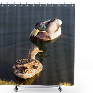 Personality  Two Wild Ducks In The Pond. Russia. Shower Curtains