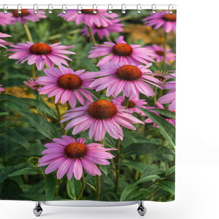 Personality  Coneflower Rubinstern Echinacea Purpurea Summer Flower Shower Curtains