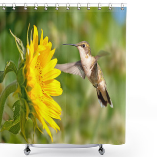 Personality  Ruby-throated Hummingbird Hovering Next To A Btight Yellow Sunflower Shower Curtains