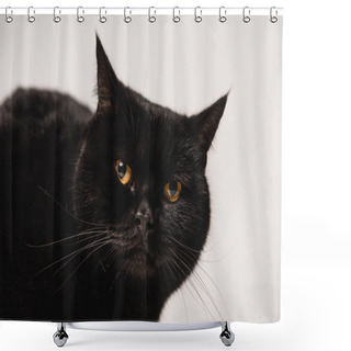 Personality  Close Up Of Fluffy Black Cat Isolated On Grey  Shower Curtains