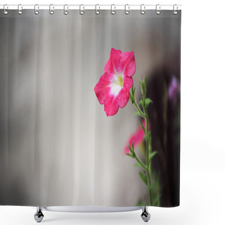 Personality  Beautiful Pink Flower And Concrete Background. Periwinkle Flower. Shower Curtains