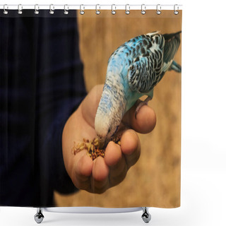 Personality  Budgie Parrot Is Sitting On The Hand And Eating From The Palm.  Shower Curtains