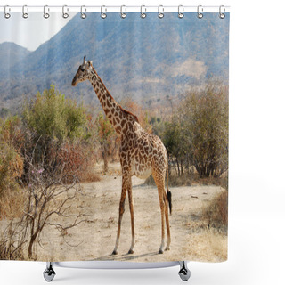 Personality  One Day Of Safari In Ruaha National Park - Giraffe Shower Curtains