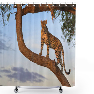 Personality  Leopard, Wildlife Scene In Nature Habitat Shower Curtains