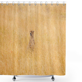 Personality  African Cheetah Sitting In Long Grass Shower Curtains