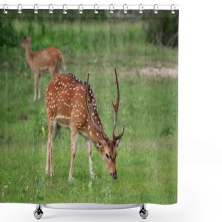 Personality  Chital - Axis Axis, Beautiful Deer From Sri Lankan Grasslands. Shower Curtains