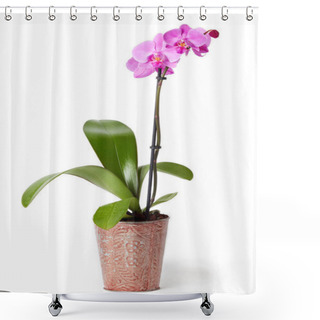 Personality  Beautiful Purple Orchid (Orchidaceae) Isolated On White Background Shower Curtains