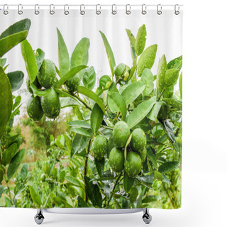 Personality  Growing Limes Shower Curtains