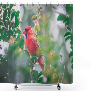 Personality  Cardinal Birds Hanging Out On A Tree Shower Curtains