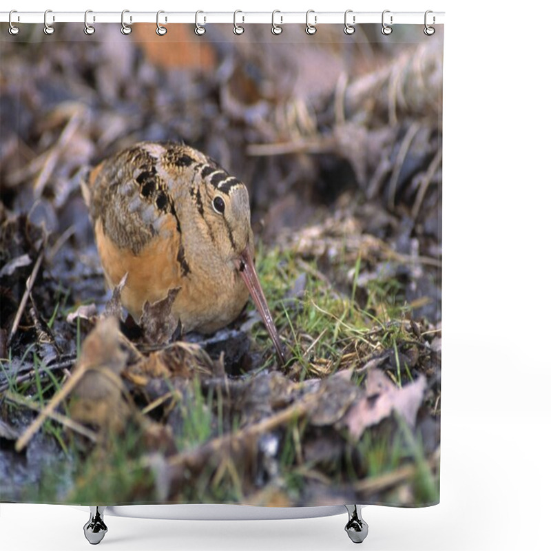 Personality  American Woodcock Bird shower curtains