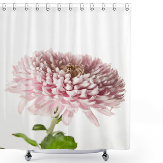 Personality  Pink Chrysanthemum Isolated On White Shower Curtains