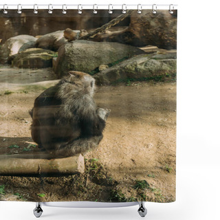 Personality  Back View Of Chimp Sitting On Tree Trunk In Zoo, Barcelona, Spain Shower Curtains
