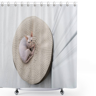 Personality  Top View Of Sphynx Cat Looking A Camera On Ottoman At Home  Shower Curtains