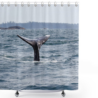 Personality  Tail Of A Grey Whale At Long Beach Shower Curtains
