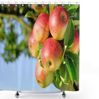 Personality  Gorgeous Ripe Apples On A Branch Shower Curtains