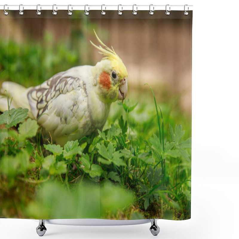 Personality  Corella Parrot Close-up. Macro Photography Of A Bird In The Wild. Shower Curtains