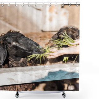 Personality  Partial View Of Female Farmer Feeding Black Sheep By Grass At Farm Shower Curtains