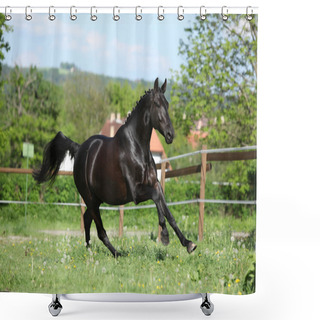 Personality  Amazing Black Dutch Warmblood Running Shower Curtains