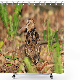 Personality  Amami Woodcock (Scolopax Mira) In Amami Island, Japan Shower Curtains