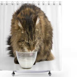 Personality  Angora Domestic Cat, Male Drinking Milk Against White Background   Shower Curtains