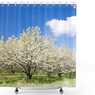 Personality  Blooming Orchard In Spring Shower Curtains