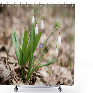 Personality  Snowdrop (Galanthus Nivalis) Shower Curtains