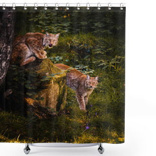Personality  Two Wild Lynxes Staring In The Pyrenees Forest. Wildlife Conservation Concept. Shower Curtains