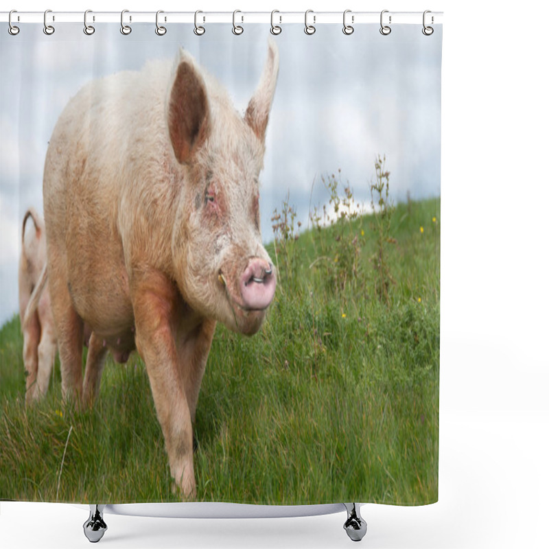 Personality  Large White Breeding Boar Pig Shower Curtains