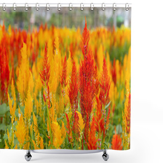 Personality  Celosia Cristata Flower Shower Curtains