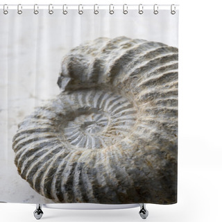 Personality  Close Up Of Spiral Shaped Seashell Shower Curtains