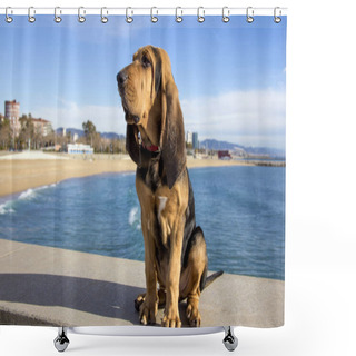 Personality  Beautiful Bloodhound Puppy At 5 Months. Shower Curtains