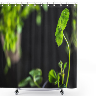 Personality  Fresh Green Plants  Shower Curtains