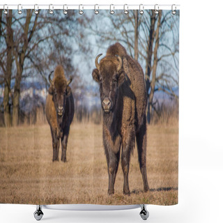 Personality  Bisons Shower Curtains