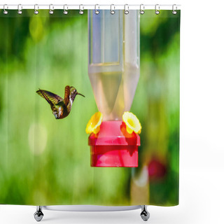 Personality  Beautiful Hummingbird With Amazing Colors Shower Curtains