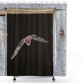 Personality  Natterers Bat Flying Through Window Shower Curtains