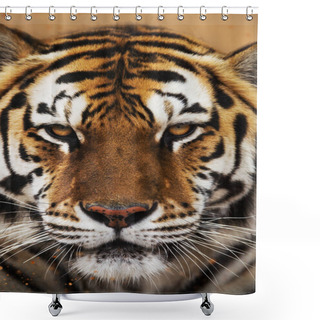 Personality  Sumatran Tiger, Panthera Tigris Sumatrae, Shower Curtains