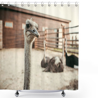 Personality  Closeup View Of Ostrich Muzzle And Other Ostriches Sitting Behind In Corral At Zoo Shower Curtains