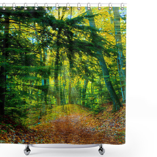 Personality  Trail In The Woods Shower Curtains