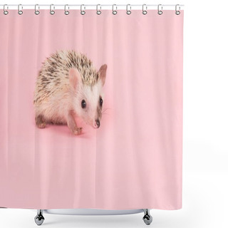 Personality  Cute Walking African Pygmy Hedgehog On A Pink Background Shower Curtains