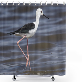 Personality  Black-Winged Stilt Shower Curtains