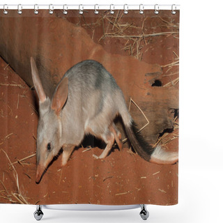 Personality  Captive Bilby On Red Soil Shower Curtains