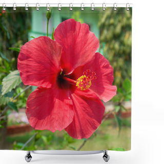 Personality  Hibiscus Rosa Sinensis Shower Curtains