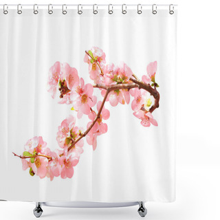 Personality  Branch Of The Blossoming Japanese Quince (Chaenomeles Japonica) With Pink Flowers. Isolated On White Background Shower Curtains