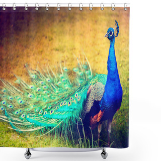 Personality  Peacock Walking On Green Grass Shower Curtains