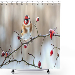 Personality  European Goldfinch With Frozen Red Rose Hips Shower Curtains