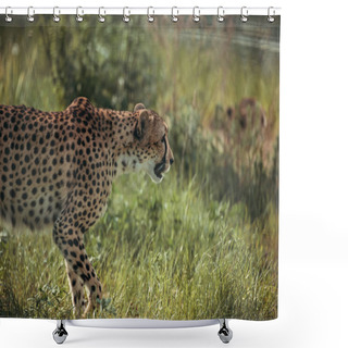 Personality  Close Up View Of Beautiful Cheetah Animal At Zoo Shower Curtains