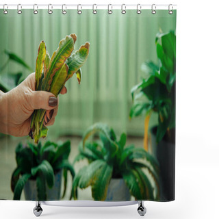 Personality  The Hand Holds The Yellow Deformed Leaves Of The Indoor Flower After Pruning. Shower Curtains
