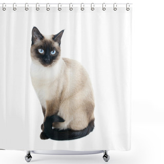 Personality  Thai Or Siamese Cat Shower Curtains