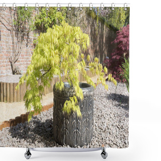 Personality  Acer Palmatum Or Japanese Maple Shrub Growing In A Container In  Shower Curtains